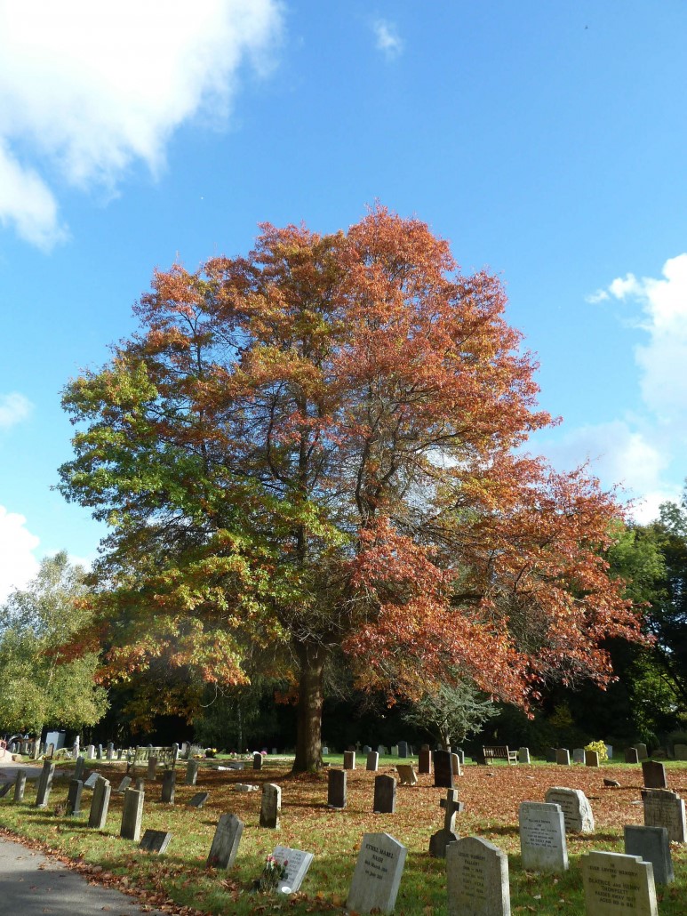 Battle Cemetery